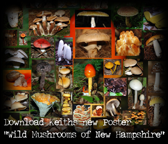 Mushrooms of Tuftonboro, New Hampshire